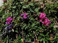 Oxytropis neglecta 5, Saxifraga-Ed Stikvoort : Espinama - Fuente Dé - Regugio de Aliva s9900
