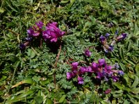 Oxytropis neglecta 6, Saxifraga-Ed Stikvoort : Espinama - Fuente Dé - Regugio de Aliva s9900