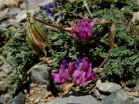 Oxytropis neglecta 7, Saxifraga-Ed Stikvoort : Espinama - Fuente Dé - Regugio de Aliva s9900