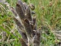 Oxytropis pilosa 10, Saxifraga-Hans Grotenhuis