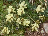 Oxytropis urumovii 2, Saxifraga-Harry Jans  Oxytropis urumovii