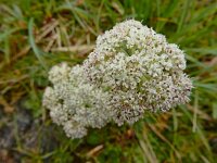 Pachypleurum mutellinoides 4, Saxifraga-Ed Stikvoort