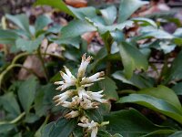 Pachysandra terminalis