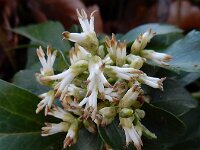 Pachysandra terminalis 2, Dikkemanskruid, Saxifraga-Ed Stikvoort