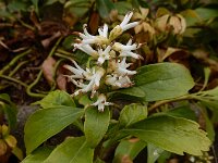 Pachysandra terminalis 3, Dikkemanskruid, Saxifraga-Ed Stikvoort