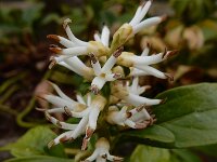 Pachysandra terminalis 4, Dikkemanskruid, Saxifraga-Ed Stikvoort