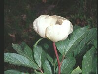Paeonia mascula 2, Saxifraga-Eugen Schaub