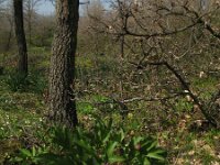 Paeonia mascula 3, Saxifraga-Rutger Barendse