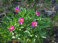 Paeonia mascula 7, Saxifraga-Jeroen Willemsen