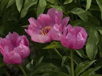 Paeonia mascula ssp mascula 4, Saxifraga-Jan van der Straaten