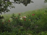 Paeonia saueri 3, Saxifraga-Harry Jans