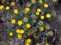 Pallenis maritima 17, Saxifraga-Jan van der Straaten
