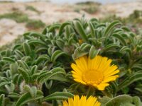 Pallenis maritima 8, Saxifraga-Ed Stikvoort