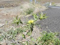 Pallenis spinosa 10, Saxifraga-Rutger Barendse