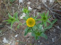 Pallenis spinosa 12, Saxifraga-Ed Stikvoort
