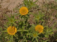 Pallenis spinosa 16, Saxifraga-Harry Jans