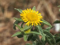 Pallenis spinosa 2, Saxifraga-Jan van der Straaten