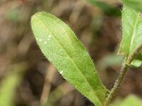 Pallenis spinosa 20, Saxifraga-Sonja Bouwman  Spiny golden star - Pallenis spinosa - Asteraceae familie