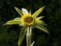 Pallenis spinosa 8, Saxifraga-Willem van Kruijsbergen