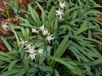Pancratium canariense 3, Saxifraga-Ed Stikvoort