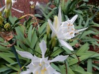 Pancratium canariense 4, Saxifraga-Ed Stikvoort