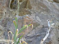 Pancratium canariense 5, Saxifraga-Rutger Barendse