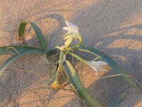 Pancratium maritimum 22, Saxifraga-Michiel Drok