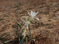 Pancratium maritimum 4, Saxifraga-Peter Meininger