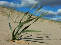 Pancratium maritimum 6, Saxifraga-Ed Stikvoort
