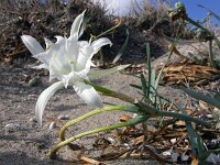 Pancratium maritimum 8, Saxifraga-Ed Stikvoort