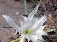 Pancratium maritimum 9, Saxifraga-Ed Stikvoort