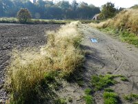 Panicum schinzii 3, Zuid-Afrikaanse gierst, Saxifraga-Rutger Barendse