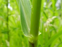 Panicum schinzii 4, Zuid-Afrikaanse gierst, Saxifraga-Rutger Barendse