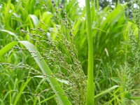 Panicum schinzii 5, Zuid-Afrikaanse gierst, Saxifraga-Rutger Barendse