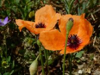 Papaver apulum 5, Saxifraga-Ed Stikvoort : Kato Gerakari en Alikana s9900