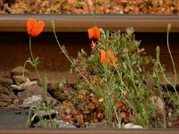 Papaver argemone 15, Ruige klaproos, Saxifraga-Ed Stikvoort