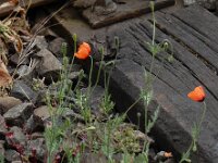 Papaver argemone 20, Ruige klaproos, Saxifraga-Ed Stikvoort