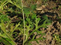 Papaver argemone 9, Ruige klaproos, Saxifraga-Rutger Barendse