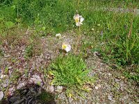 Papaver croceum 18, Saxifraga-Hans Grotenhuis
