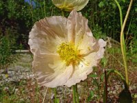 Papaver croceum 19, Saxifraga-Hans Grotenhuis