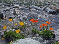 Papaver croceum 2, Saxifraga-Jeroen Willemsen