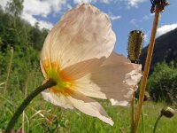 Papaver croceum 20, Saxifraga-Hans Grotenhuis