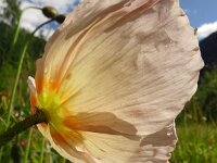 Papaver croceum 21, Saxifraga-Hans Grotenhuis