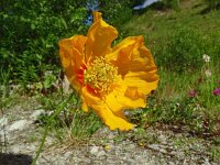 Papaver croceum 22, Saxifraga-Hans Grotenhuis