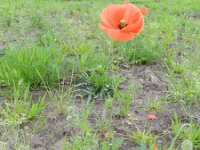 Papaver dubium 15, Bleke klaproos, Saxifraga-Rutger Barendse