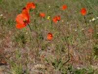 Papaver dubium 23, Bleke klaproos, Saxifraga-Ed Stikvoort