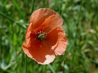 Papaver dubium ssp lecoqii 4, Saxifraga-Jan van der Straaten