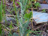 Papaver fugax 5, Saxifraga-Ed Stikvoort
