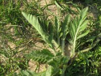 Papaver orientale 2, Reuzenklaproos, Saxifraga-Rutger Barendse