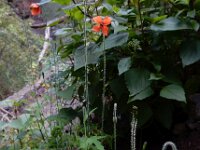 Papaver pinnatifidum 4, Saxifraga-Ed Stikvoort